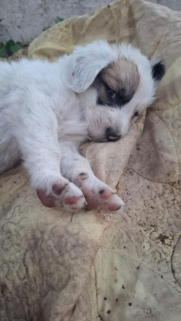Bellissimi cuccioli fantasia  Foto 4