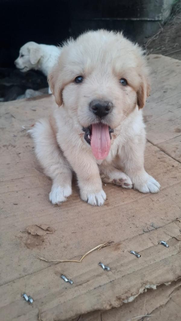 Bellissimi cuccioli fantasia  Foto 5