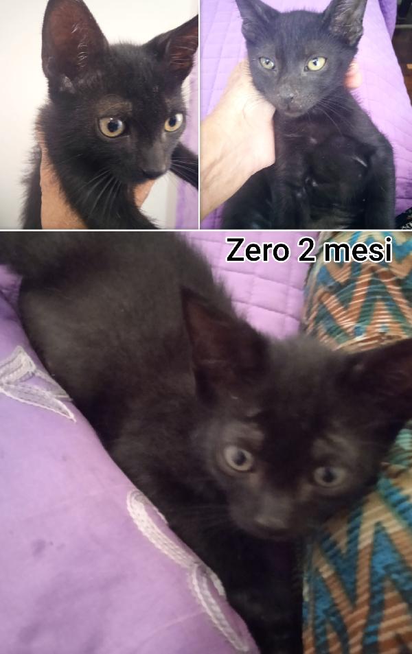 STUPENDI MICINI ABBANDONATI  Foto 5
