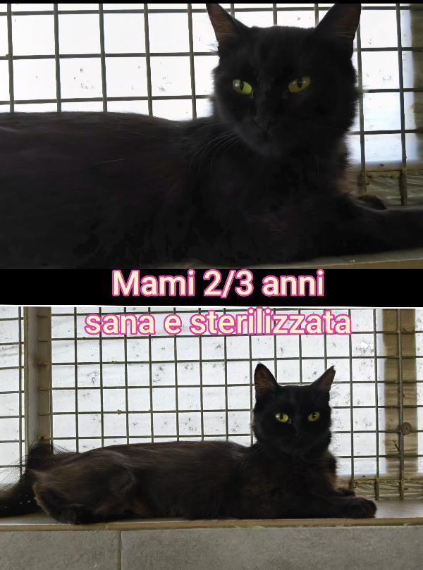 STUPENDI MICINI ABBANDONATI  Foto 7