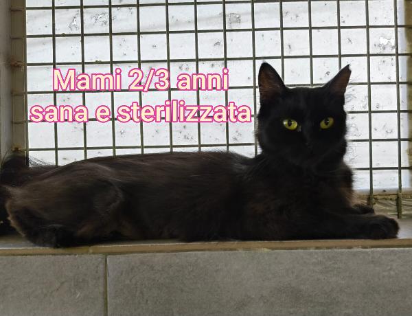 MICINI CERCANO FAMIGLIA Foto 3
