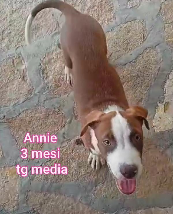 TROPPI CUCCIOLI SENZ'AMORE  Foto 8