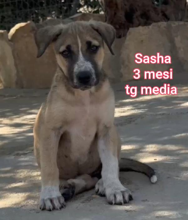 TROPPI CUCCIOLI SENZ'AMORE  Foto 9