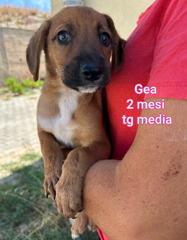 TROPPI CUCCIOLI SENZ'AMORE  Foto 10