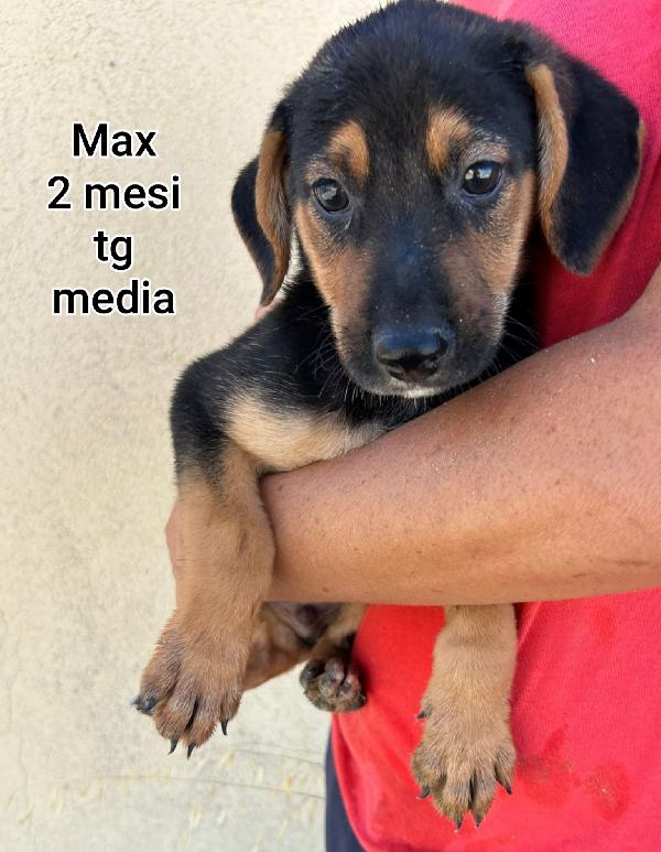 TROPPI CUCCIOLI SENZ'AMORE  Foto 11