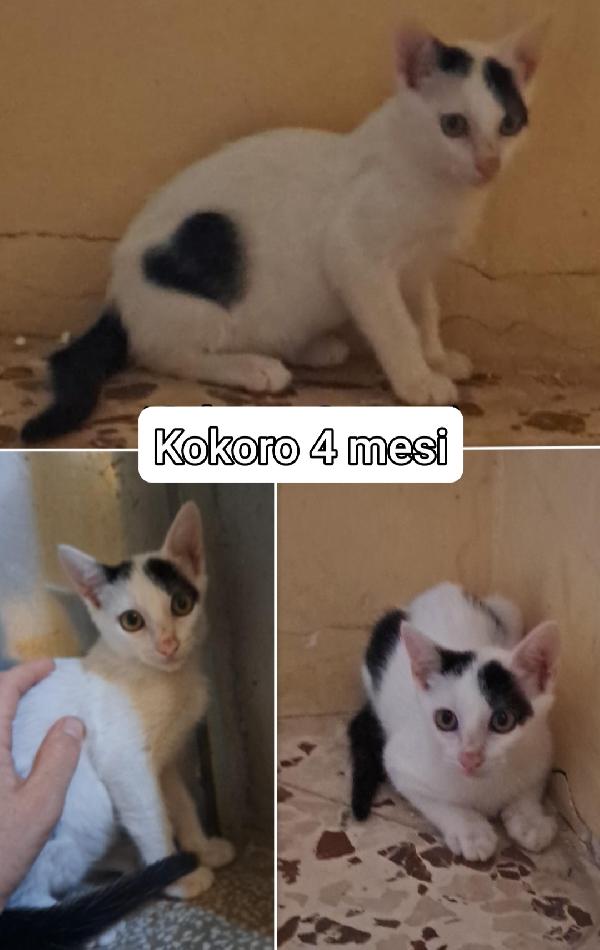 Tenerissimi micetti Foto 4