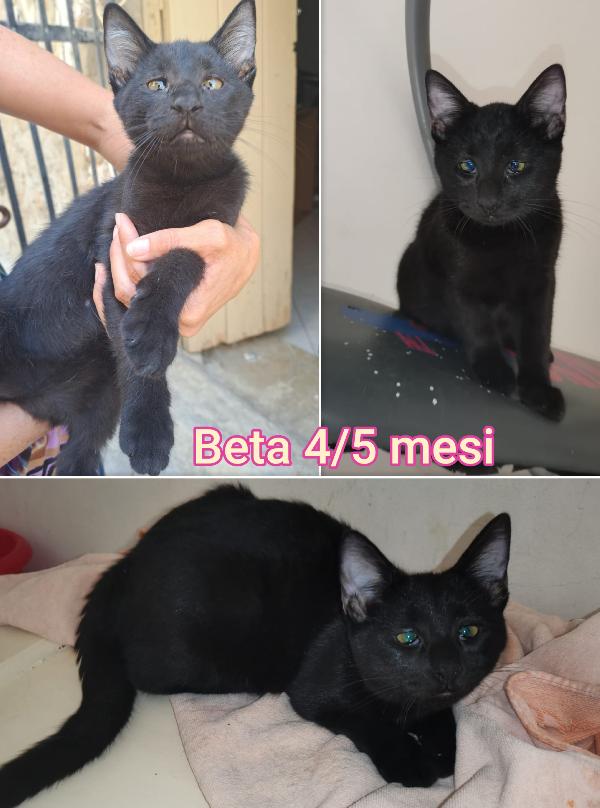 Tenerissimi micetti Foto 9