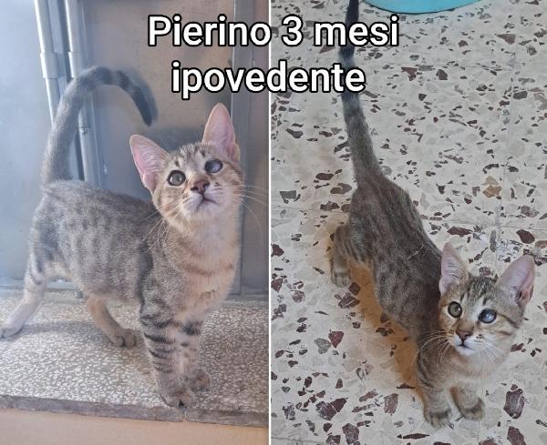 Tenerissimi micetti Foto 10