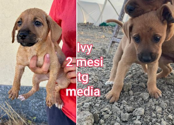 Troppi Cuccioli Da Salvare 