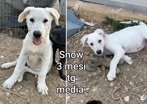 Troppi cuccioli da salvare  Foto 4