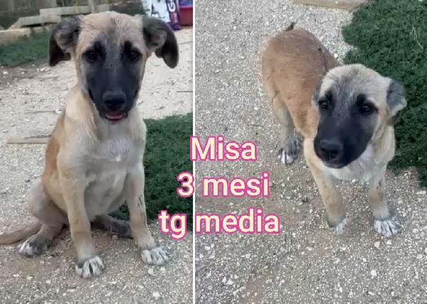 Troppi cuccioli da salvare  Foto 5
