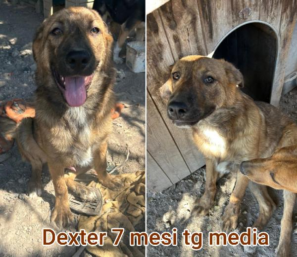 Troppi cuccioli da salvare  Foto 7
