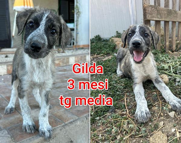 Troppi cuccioli da salvare  Foto 9