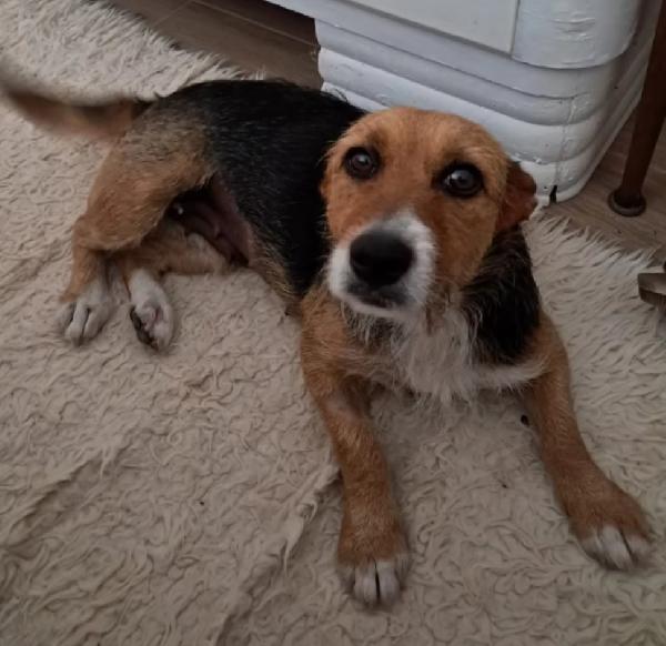 Lolita, taglia piccola  Foto 2