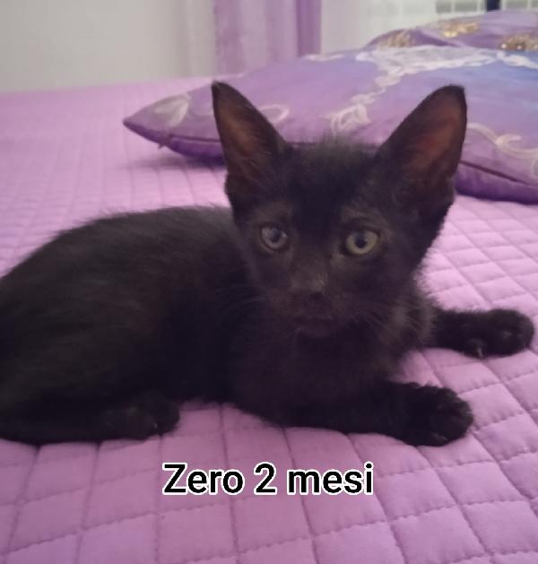 SALVA UN GATTINO Foto 9