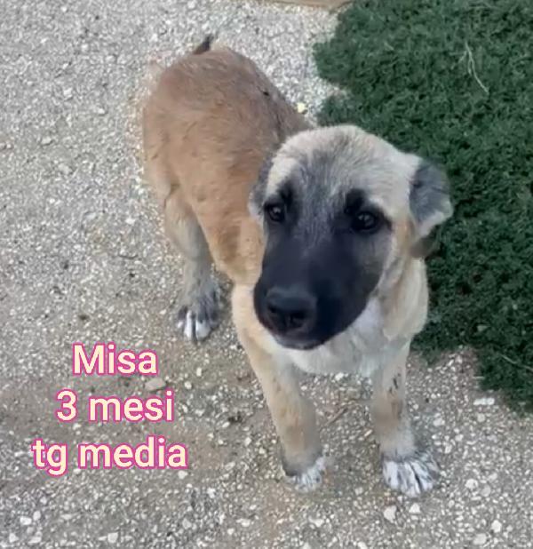SALVATE UN CUCCIOLO  Foto 10