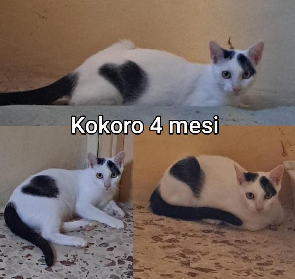 Gattini senza futuro  Foto 4