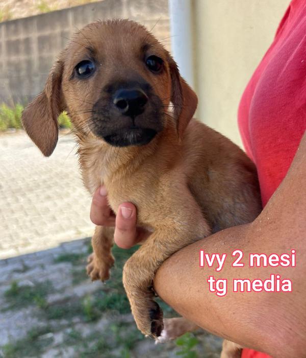 Cuccioli Di 2 E 3 Mesi 
