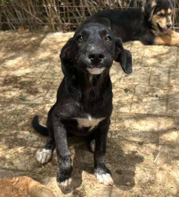 ADOTTA PIMPA! 4 MESI! NERA E SOLA Foto 4