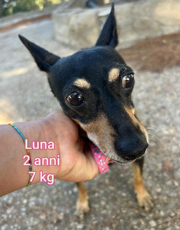 Cagnolini piccoli & contenuti Foto 3