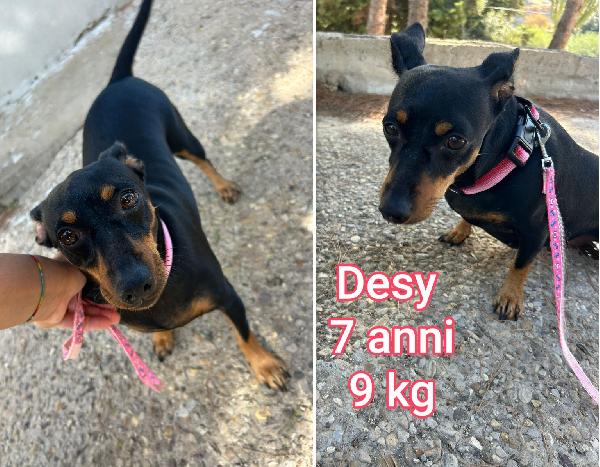 Cagnolini piccoli & contenuti Foto 4