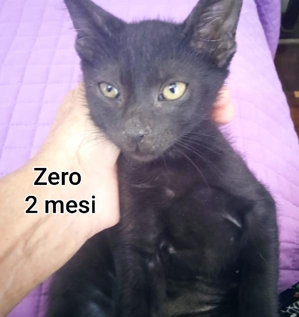 Telefona Per Salvare Un Micio