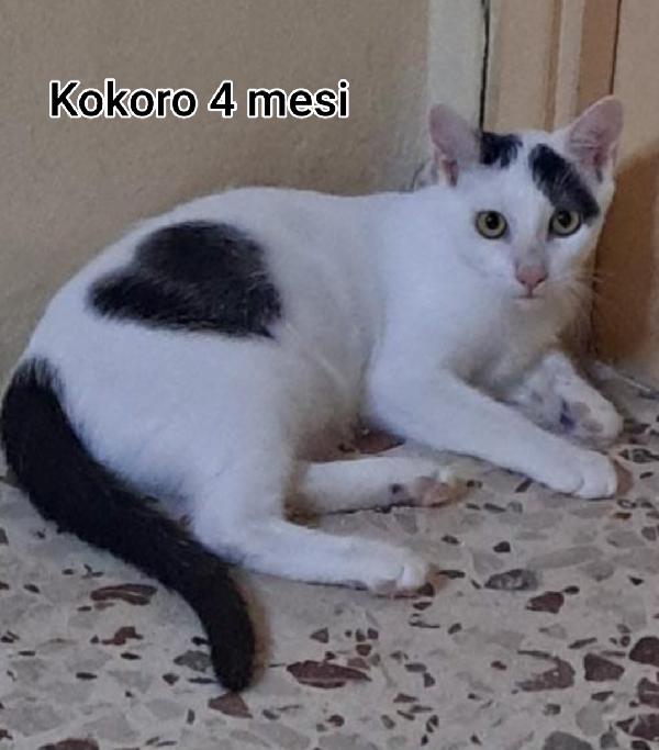 Telefona per salvare un micio Foto 2
