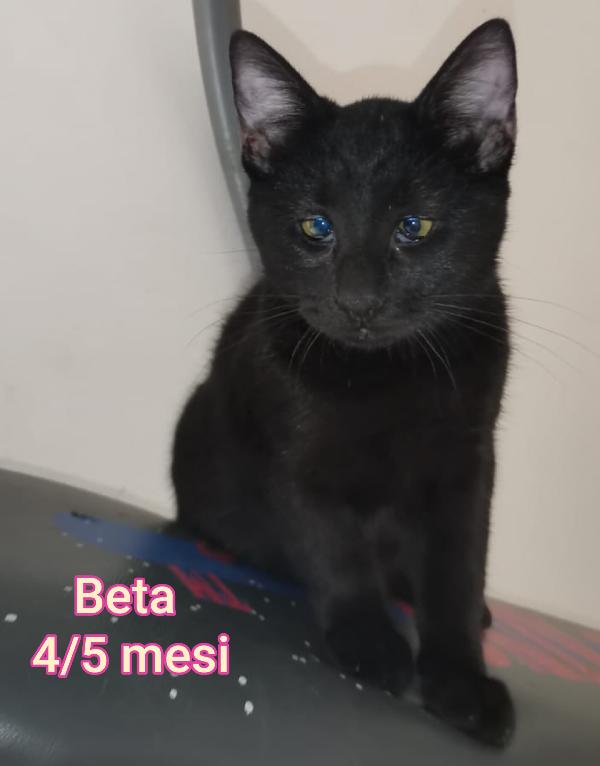 Telefona per salvare un micio Foto 7
