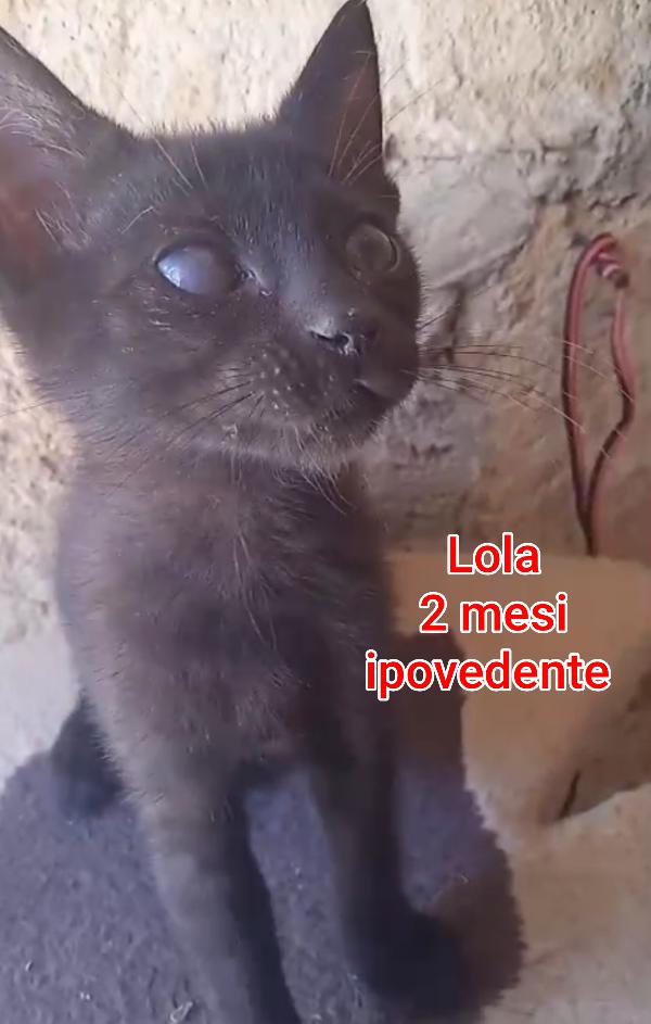 Telefona per salvare un micio Foto 8