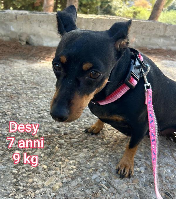 CANI DAI 7 AI 15 KG MASSIMI  Foto 3