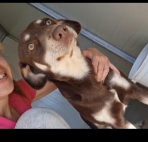 Mix Segugino 2anni medio piccolo occhi ambra Foto 5