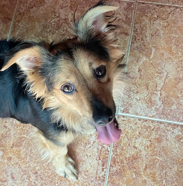 ZEUS dolce volpinetto cerca casa - taglia piccola 1 anno e mezzo  Foto 2