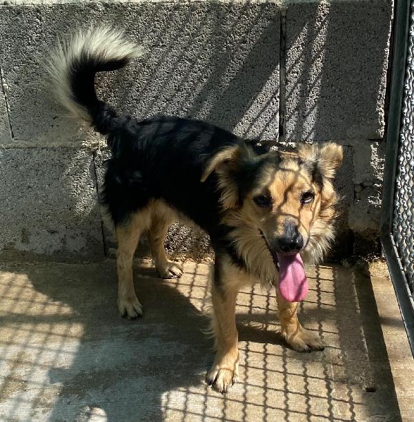 ZEUS dolce volpinetto cerca casa - taglia piccola 1 anno e mezzo  Foto 3