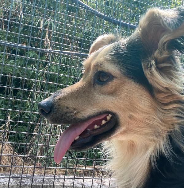 ZEUS dolce volpinetto cerca casa - taglia piccola 1 anno e mezzo  Foto 6
