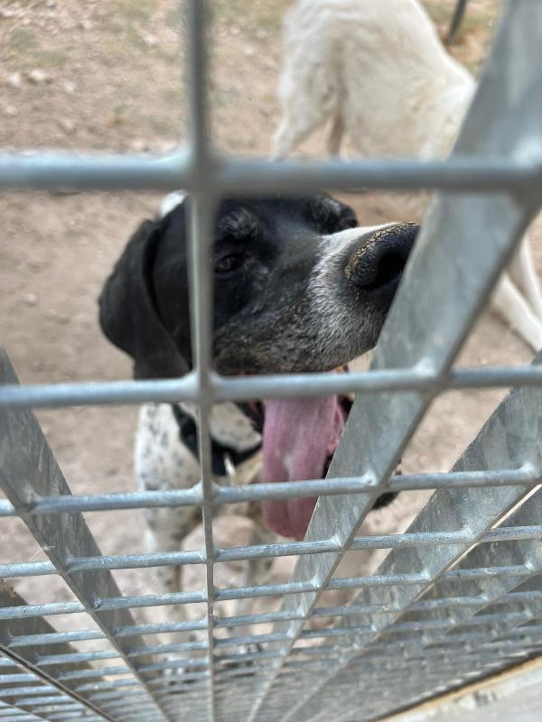 DJANGO tenerissimo cane in adozione! Foto 6