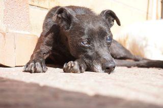 Bobby, super adozione del cuore Foto 2