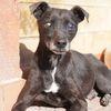 Bobby, super adozione del cuore Foto 4