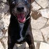 Bobby, super adozione del cuore Foto 5