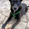 Bobby, super adozione del cuore Foto 6