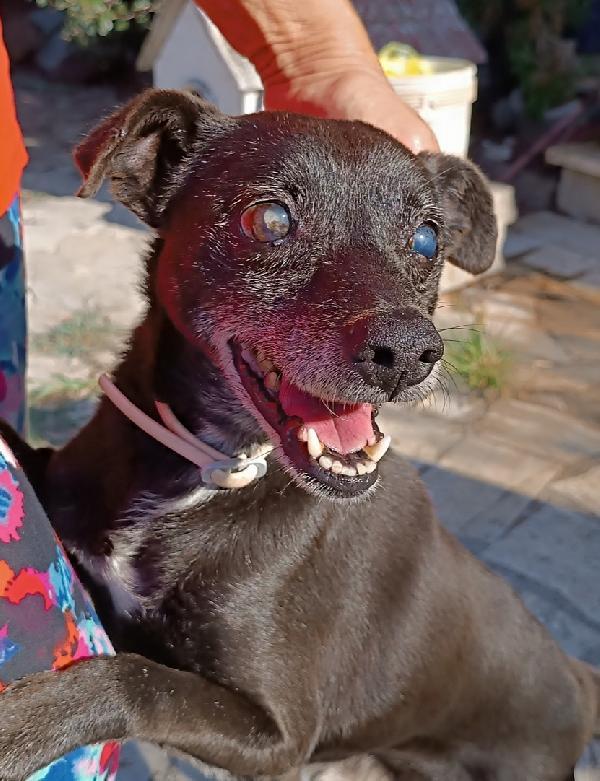 Bobby, super adozione del cuore Foto 7