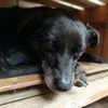 Bobby, super adozione del cuore Foto 8