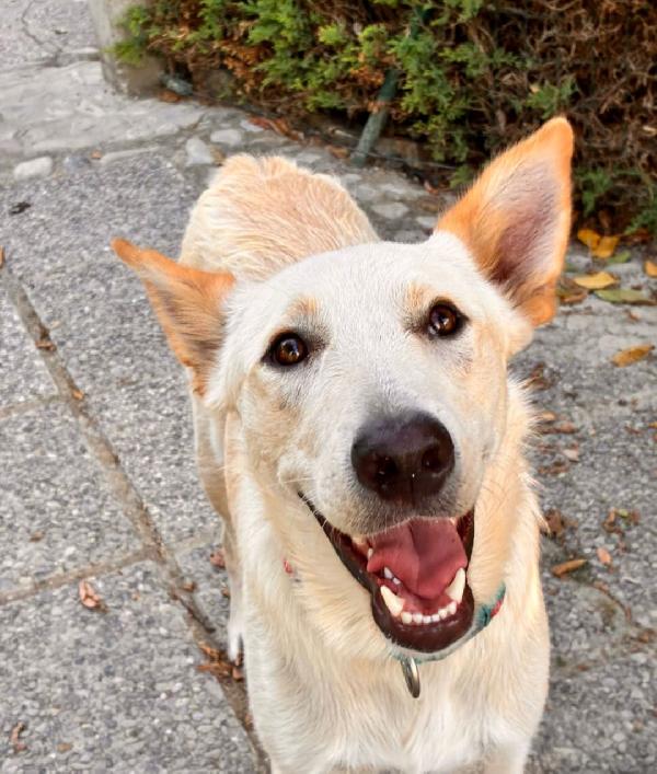 Romeo, sogna una famiglia  Foto 2