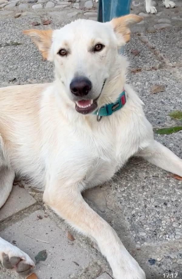Romeo, sogna una famiglia  Foto 4