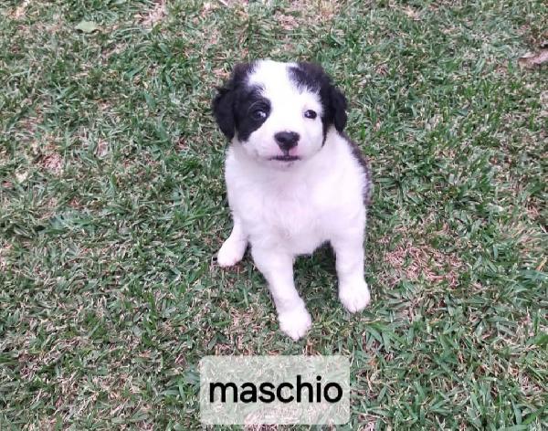 Cuccioli Di Taglia Media Piccola 