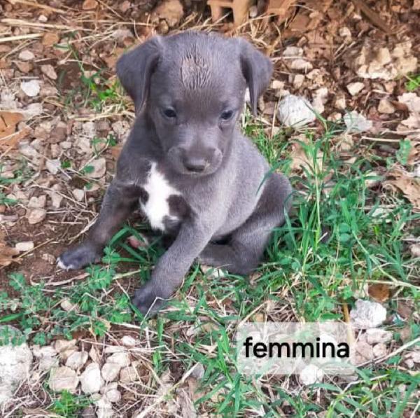 Cuccioli di taglia media piccola  Foto 3