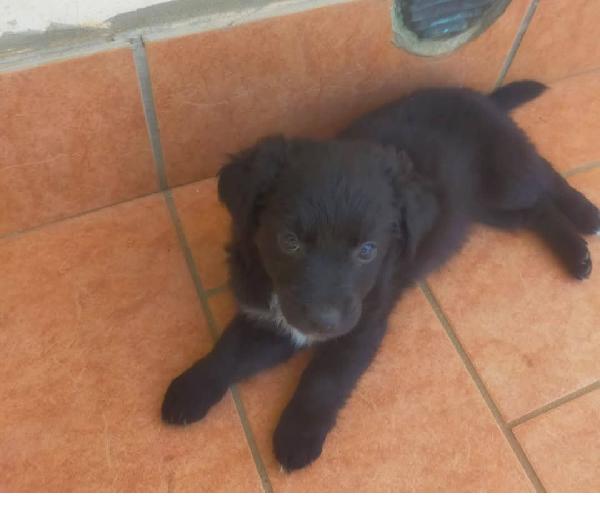 Cuccioli di taglia media piccola  Foto 4