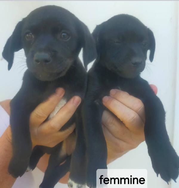 Cuccioli di taglia media piccola  Foto 5