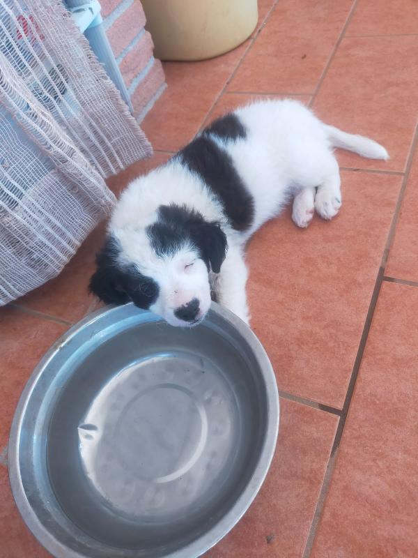 Cuccioli di taglia media piccola  Foto 6