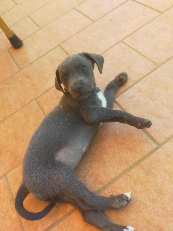 Cuccioli di taglia media piccola  Foto 7