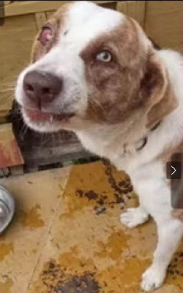 Charly 3/4anni da 1stallo all altro! URGENTE AIUTO  Foto 2